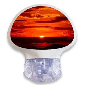 Enlite Guardian Sensor Sticker Aufkleber Sonnenuntergang Naturmotive